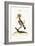 The Hoopoe, 1749-73-George Edwards-Framed Giclee Print