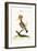 The Hoopoe, 1749-73-George Edwards-Framed Giclee Print