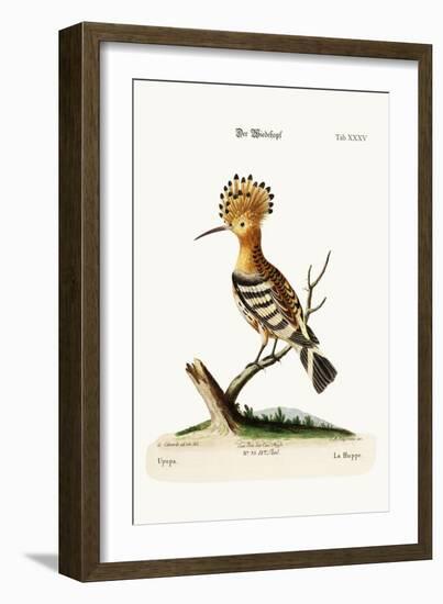 The Hoopoe, 1749-73-George Edwards-Framed Giclee Print