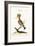 The Hoopoe, 1749-73-George Edwards-Framed Giclee Print