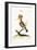 The Hoopoe, 1749-73-George Edwards-Framed Giclee Print