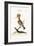 The Hoopoe, 1749-73-George Edwards-Framed Giclee Print