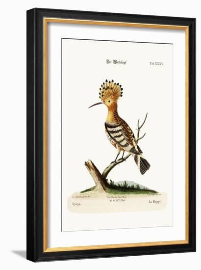 The Hoopoe, 1749-73-George Edwards-Framed Giclee Print