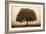 The Hopeful Oak-Debra Van Swearingen-Framed Art Print