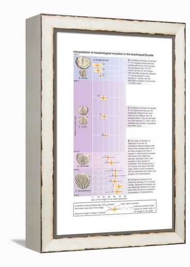 The Horizontal Bars Indicate the Observed Range of Rib Strength Among Fossilized Finds-Encyclopaedia Britannica-Framed Stretched Canvas