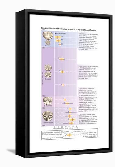 The Horizontal Bars Indicate the Observed Range of Rib Strength Among Fossilized Finds-Encyclopaedia Britannica-Framed Stretched Canvas