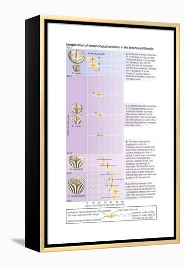 The Horizontal Bars Indicate the Observed Range of Rib Strength Among Fossilized Finds-Encyclopaedia Britannica-Framed Stretched Canvas