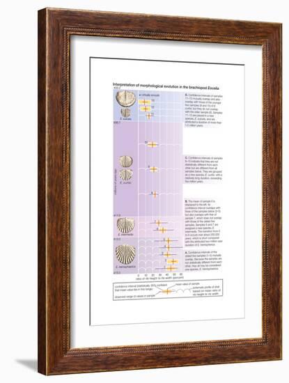 The Horizontal Bars Indicate the Observed Range of Rib Strength Among Fossilized Finds-Encyclopaedia Britannica-Framed Art Print