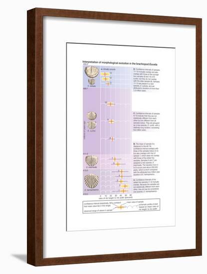 The Horizontal Bars Indicate the Observed Range of Rib Strength Among Fossilized Finds-Encyclopaedia Britannica-Framed Art Print