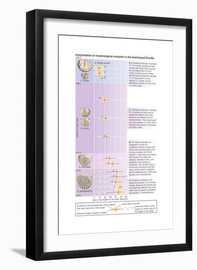 The Horizontal Bars Indicate the Observed Range of Rib Strength Among Fossilized Finds-Encyclopaedia Britannica-Framed Art Print