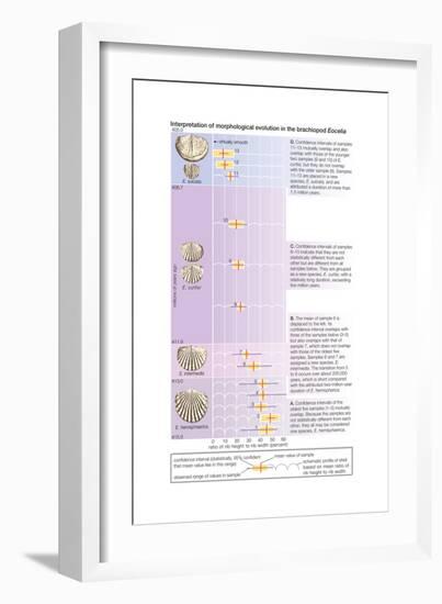 The Horizontal Bars Indicate the Observed Range of Rib Strength Among Fossilized Finds-Encyclopaedia Britannica-Framed Art Print