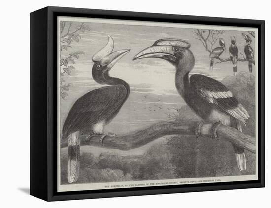 The Hornbills, in the Garden of the Zoological Society, Regent's Park-null-Framed Premier Image Canvas