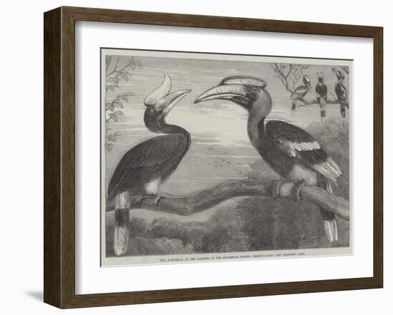 The Hornbills, in the Garden of the Zoological Society, Regent's Park-null-Framed Giclee Print