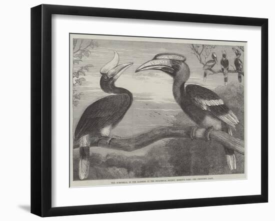 The Hornbills, in the Garden of the Zoological Society, Regent's Park-null-Framed Giclee Print