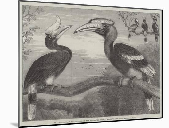 The Hornbills, in the Garden of the Zoological Society, Regent's Park-null-Mounted Giclee Print