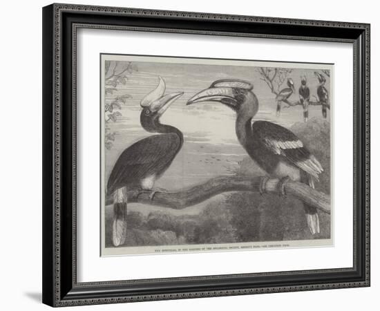 The Hornbills, in the Garden of the Zoological Society, Regent's Park-null-Framed Giclee Print