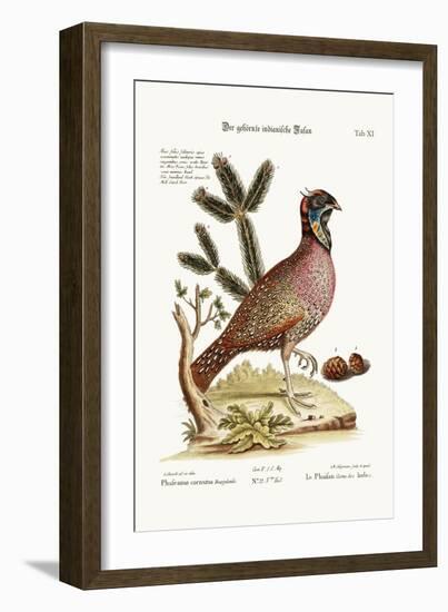 The Horned Indian Pheasant, 1749-73-George Edwards-Framed Giclee Print