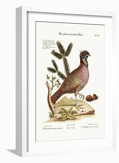 The Horned Indian Pheasant, 1749-73-George Edwards-Framed Giclee Print