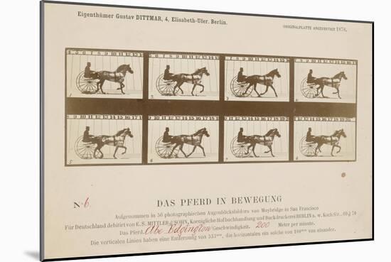 The Horse in Motion', 1878-Eadweard Muybridge-Mounted Giclee Print