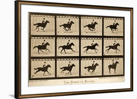The Horse in Motion, 'Animal Locomotion' Series, C.1878-Eadweard Muybridge-Framed Giclee Print
