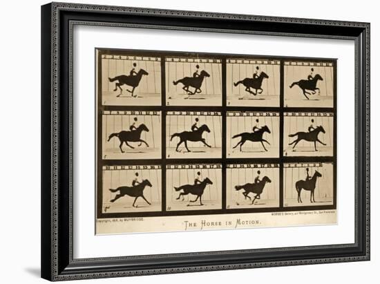 The Horse in Motion, 'Animal Locomotion' Series, C.1878-Eadweard Muybridge-Framed Giclee Print