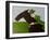 The Horse Lover-Sharyn Bursic-Framed Photographic Print