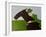 The Horse Lover-Sharyn Bursic-Framed Photographic Print