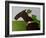 The Horse Lover-Sharyn Bursic-Framed Photographic Print