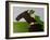 The Horse Lover-Sharyn Bursic-Framed Photographic Print