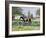 The Horse Show,-Edward Dawson-Framed Giclee Print