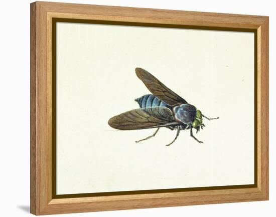 The Horsefly, 18th Century-Georg Dionysius Ehret-Framed Premier Image Canvas