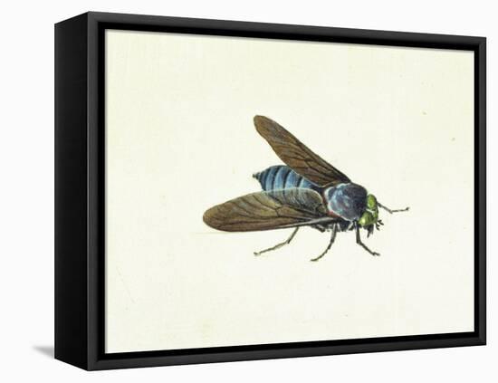 The Horsefly, 18th Century-Georg Dionysius Ehret-Framed Premier Image Canvas