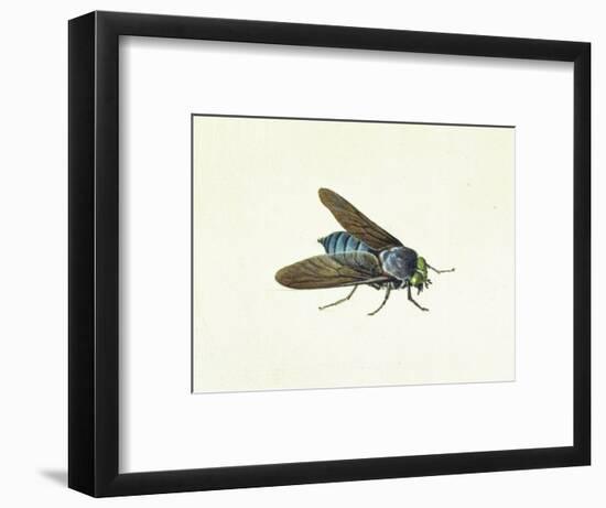 The Horsefly, 18th Century-Georg Dionysius Ehret-Framed Giclee Print