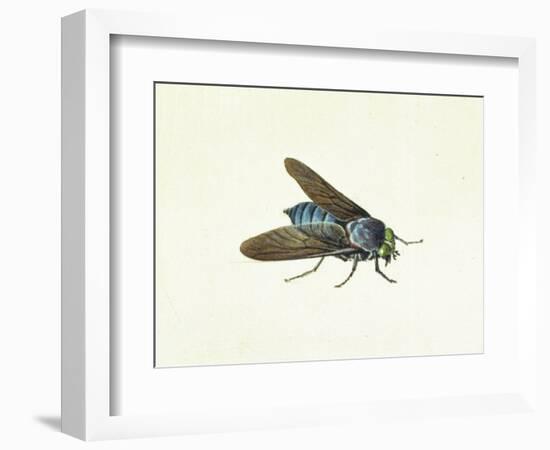 The Horsefly, 18th Century-Georg Dionysius Ehret-Framed Giclee Print