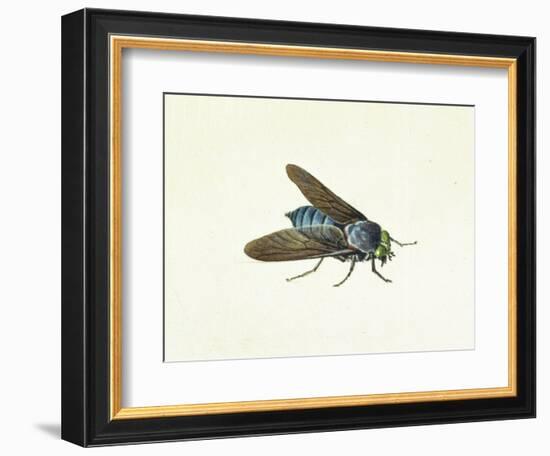 The Horsefly, 18th Century-Georg Dionysius Ehret-Framed Giclee Print