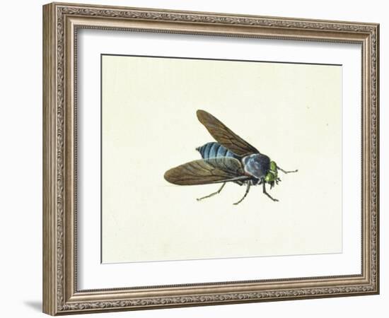 The Horsefly, 18th Century-Georg Dionysius Ehret-Framed Giclee Print