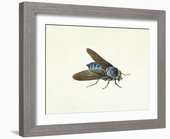 The Horsefly, 18th Century-Georg Dionysius Ehret-Framed Giclee Print