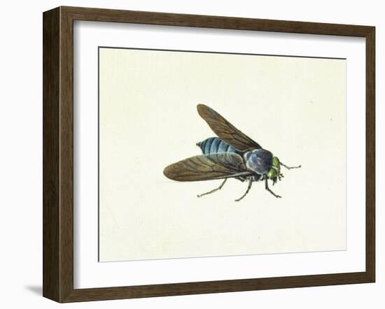 The Horsefly, 18th Century-Georg Dionysius Ehret-Framed Giclee Print