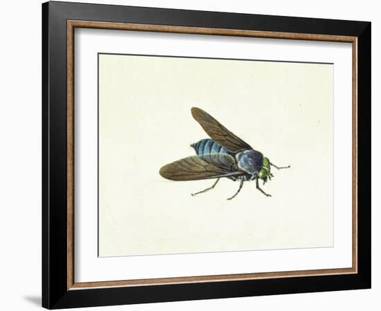 The Horsefly, 18th Century-Georg Dionysius Ehret-Framed Giclee Print