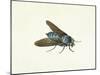 The Horsefly, 18th Century-Georg Dionysius Ehret-Mounted Giclee Print