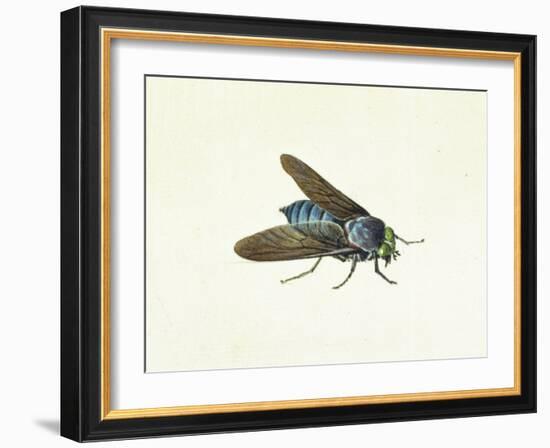 The Horsefly, 18th Century-Georg Dionysius Ehret-Framed Giclee Print