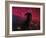 The Horsehead Nebula-Stocktrek Images-Framed Photographic Print