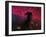 The Horsehead Nebula-Stocktrek Images-Framed Photographic Print