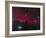 The Horsehead Nebula-null-Framed Photographic Print