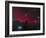 The Horsehead Nebula-null-Framed Photographic Print