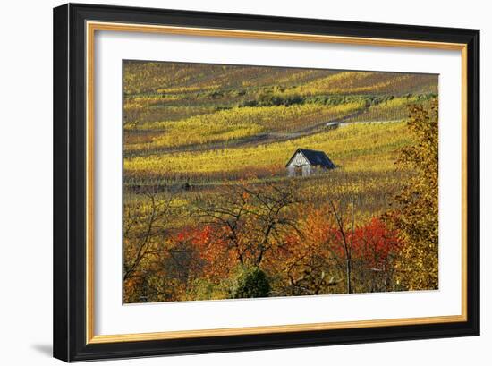 The House of Vines-Philippe Sainte-Laudy-Framed Photographic Print