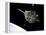 The Hubble Space Telescope in Orbit Above Earth-null-Framed Premier Image Canvas