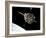The Hubble Space Telescope in Orbit Above Earth-null-Framed Photographic Print