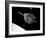 The Hubble Space Telescope in Orbit Above Earth-null-Framed Photographic Print