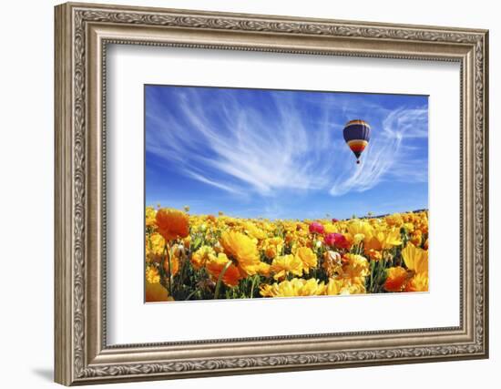 The Huge Field of White and Orange Buttercups (Ranunculus Asiaticus)-kavram-Framed Photographic Print